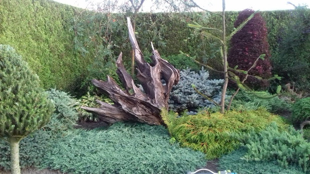 Korzeń z powodzi 1997r.