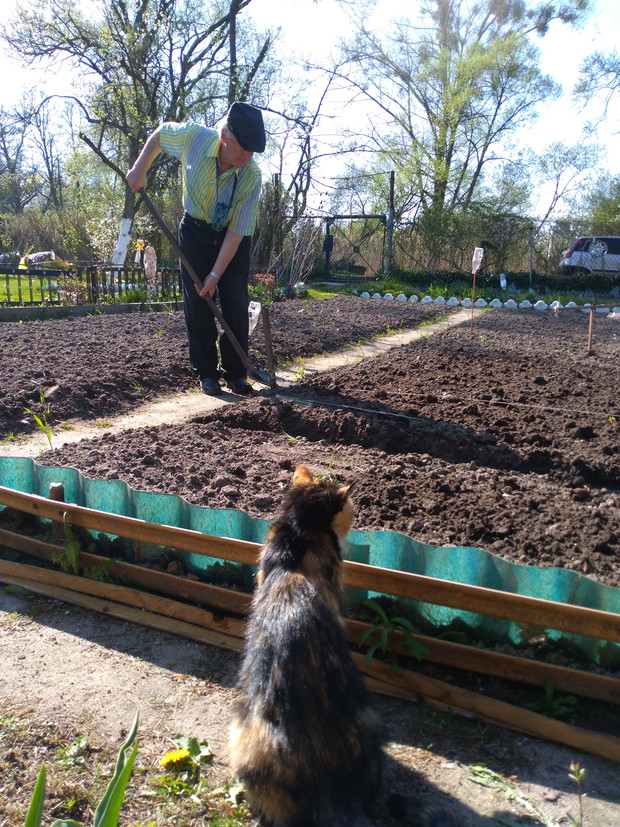 Kot dogląda pracy męża