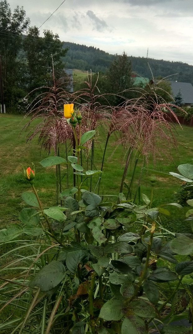 Nowa część ogrodu