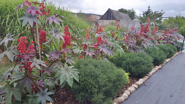 Rączniki pospolite.