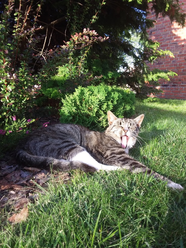 Rodzinny konkurs ogrodniczy