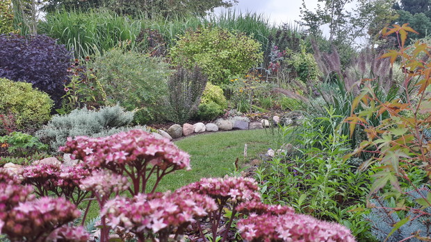 Rozchodniki cudownie różówo kwitną