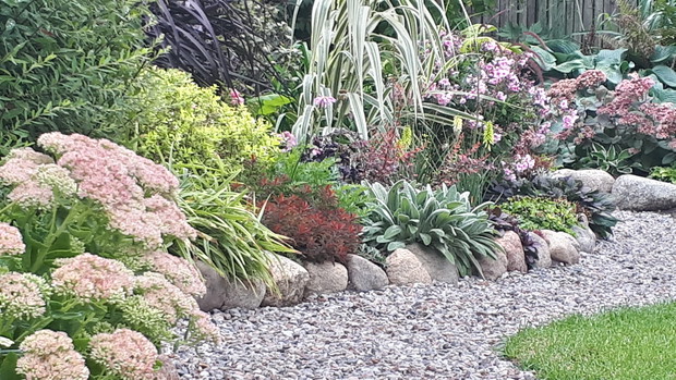 Rozchodniki zaczynają kwitnąć...