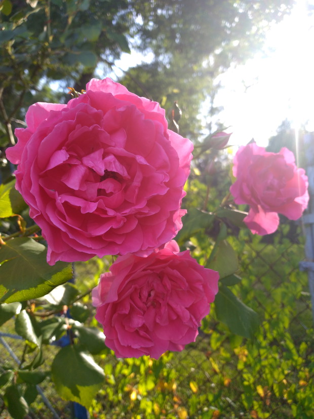 Róże w całej okazałości