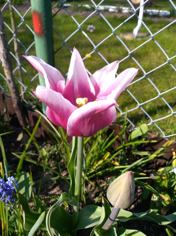 Różnorodne odmiany