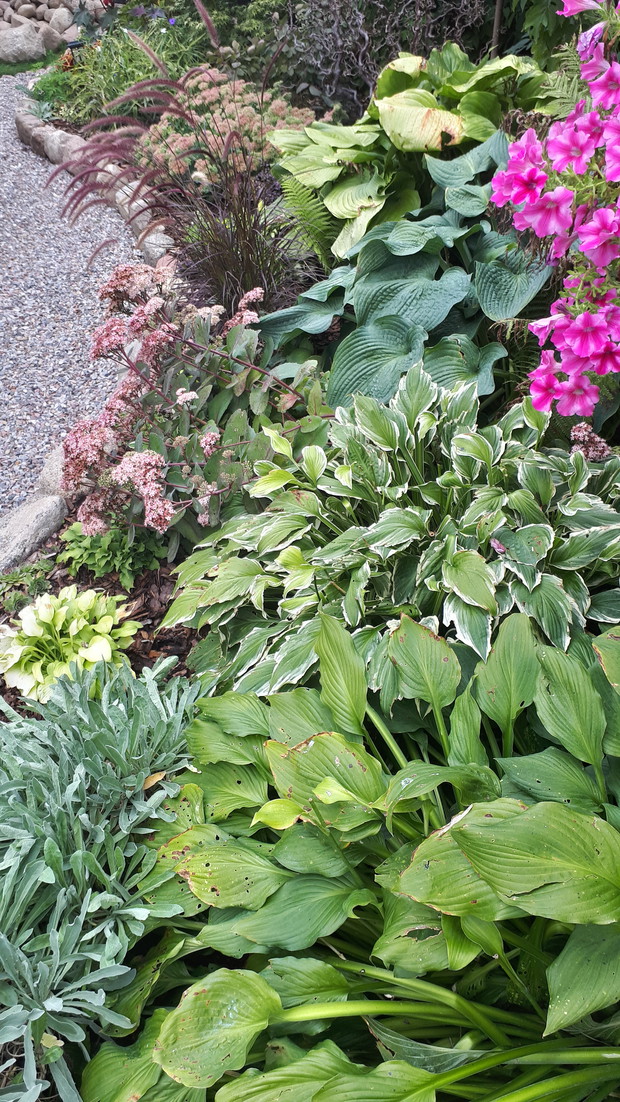 Rozplenica rubrum, dodaje rabacie lekkości