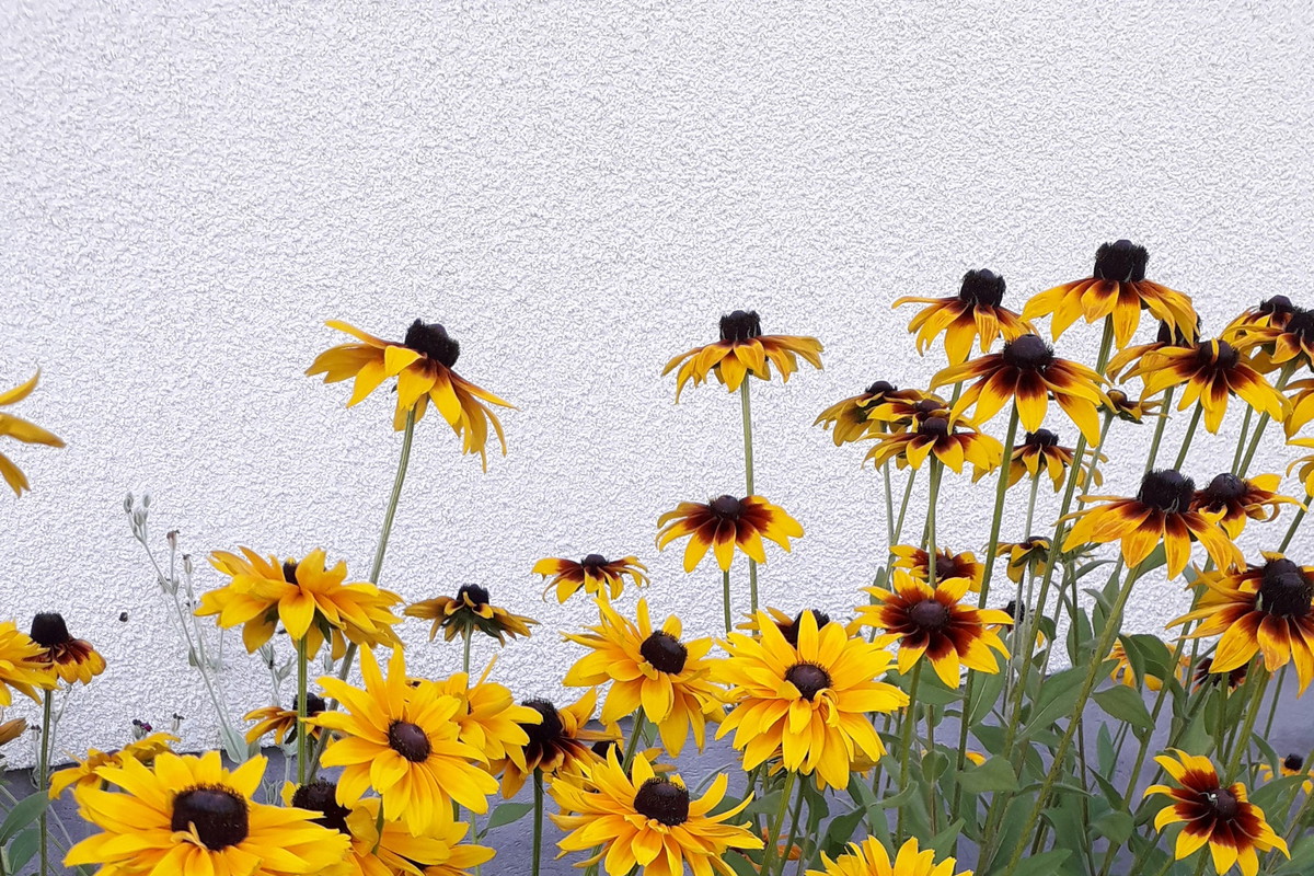 rudbekiowa rabata