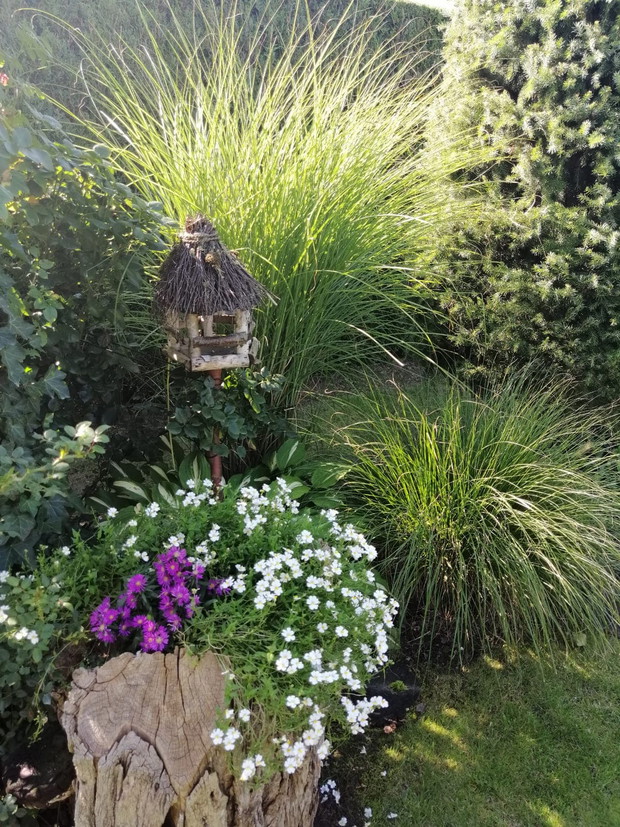 Trawy w swej ozdobie