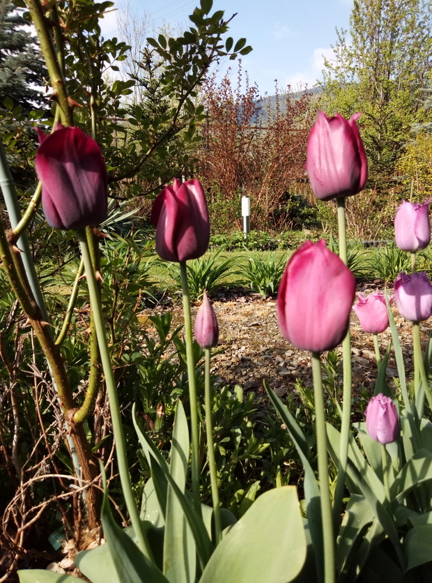 Tulipany