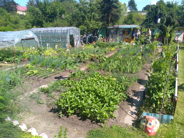 Widok na grządki i folię