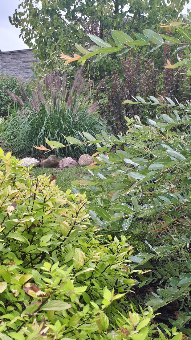 Z tyłu rozplenica moudry