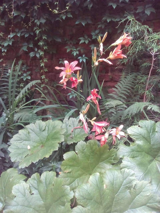 cienisty zakątek z liliowcem,paprociami,tarczownicą i winobluszczem