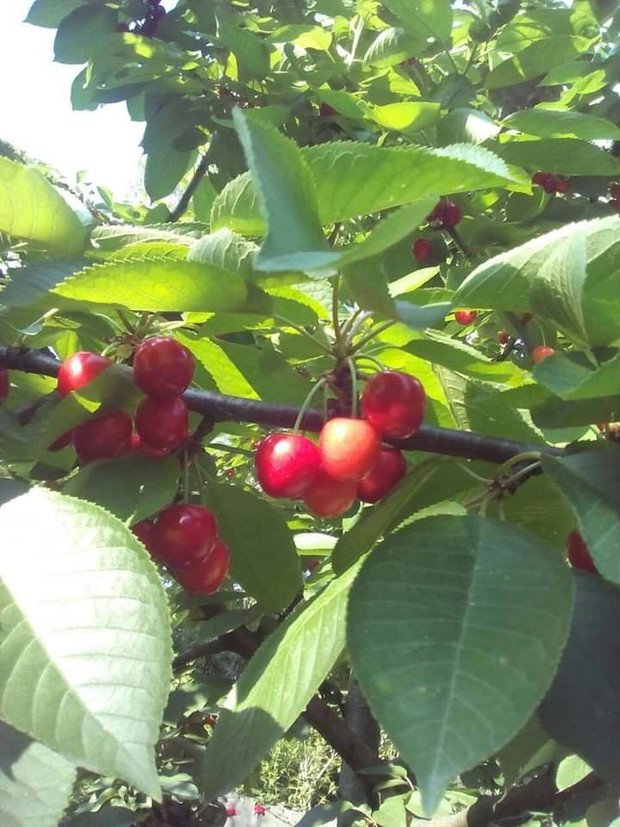 Czereśnie smakują nam wybornie i ...szpakom też