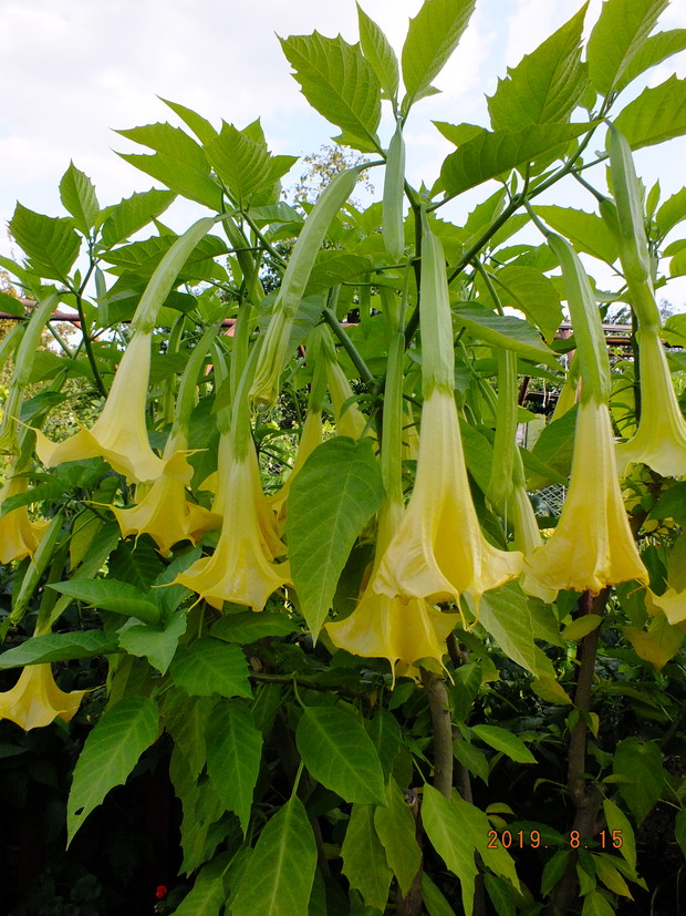Datura
