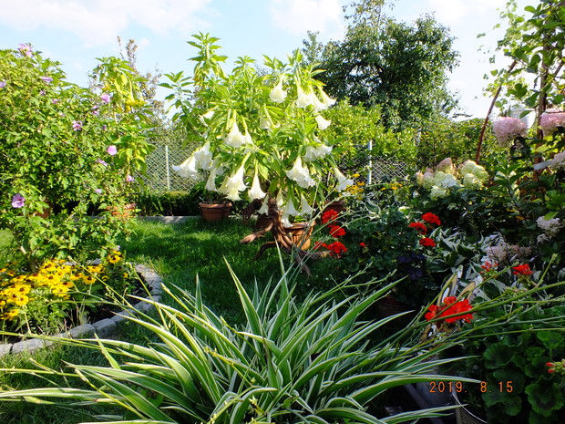 Datura