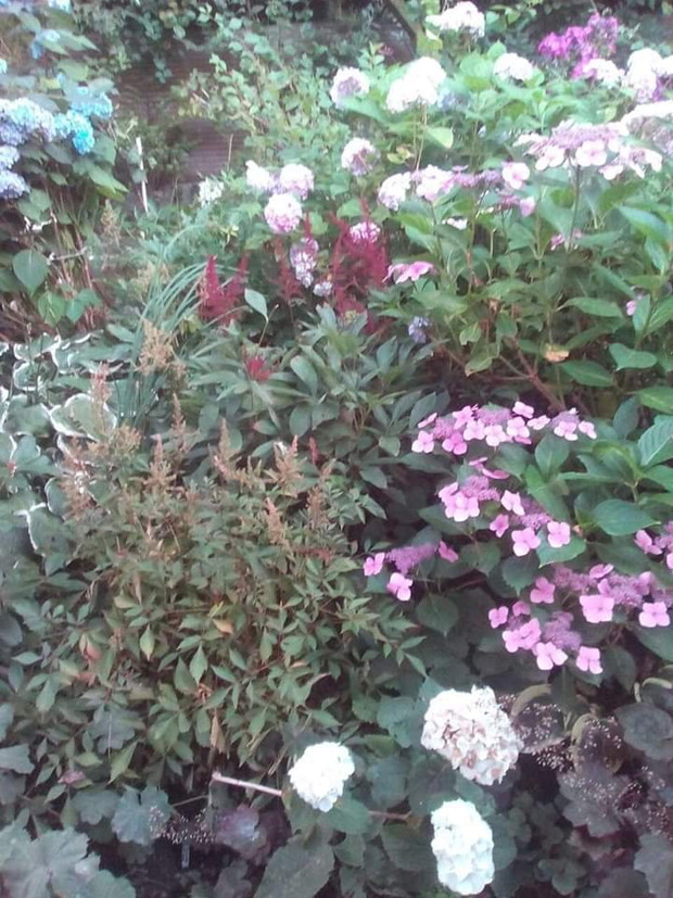 Duża okrągła rabata z hortensjami,tawułkami i hostami (wcale nie taka łatwa była w realizacji)