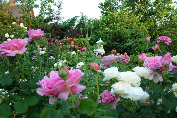 Eksplozja kolorów i zapachów