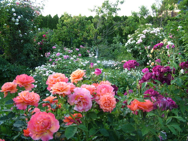 Eksplozja kolorów i zapachów