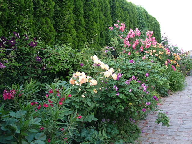 Eksplozja kolorów i zapachów