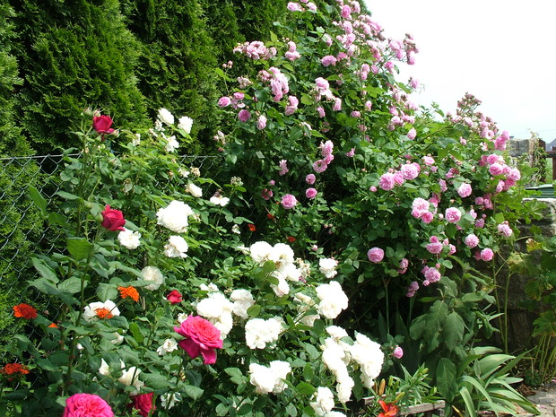 Eksplozja kolorów i zapachów