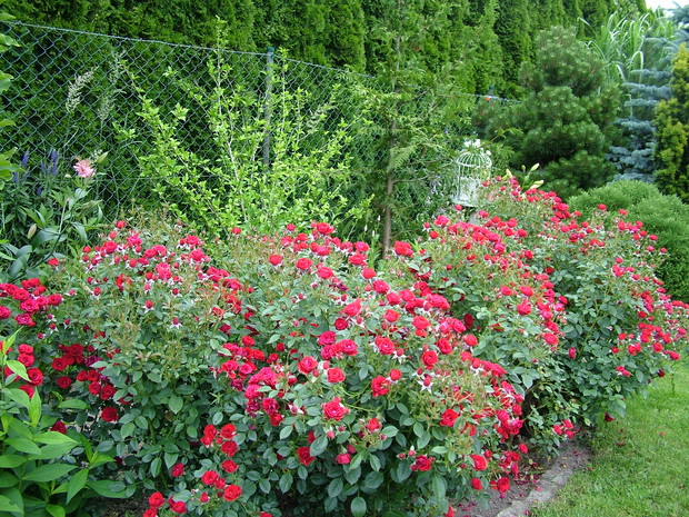 Eksplozja kolorów i zapachów