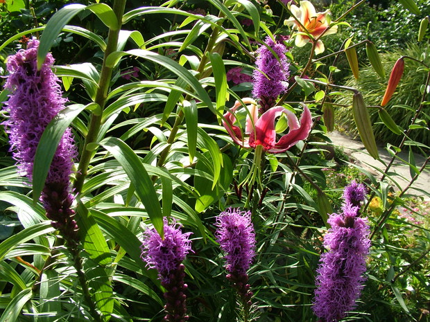 Eksplozja kolorów i zapachów