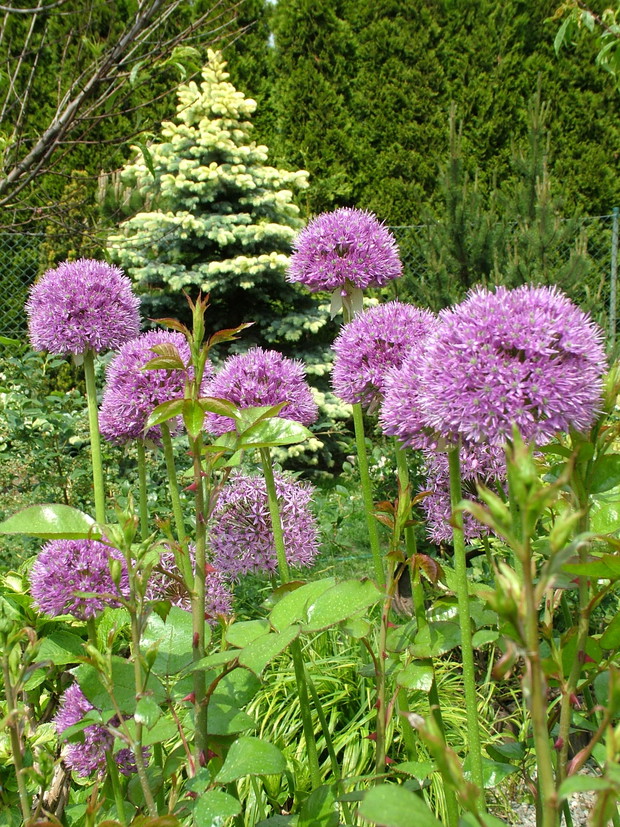 Eksplozja kolorów i zapachów