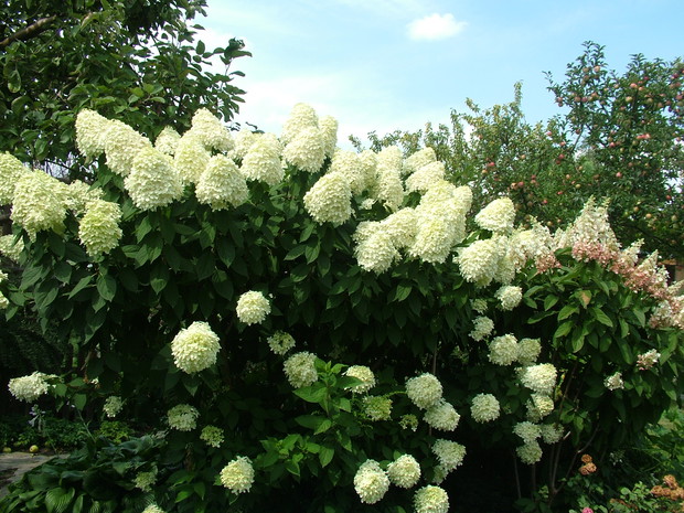 Eksplozja kolorów i zapachów