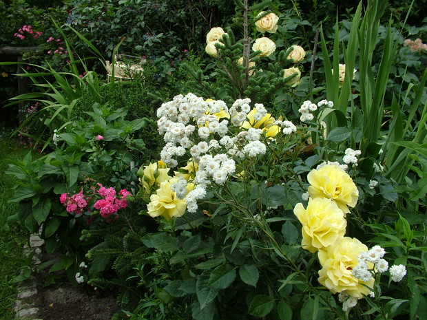 Eksplozja kolorów i zapachów