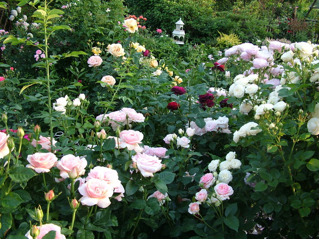 Eksplozja kolorów i zapachów