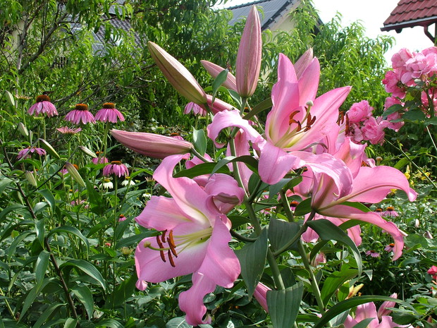 Eksplozja kolorów i zapachów