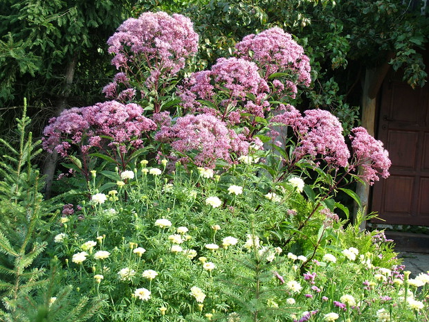 Eksplozja kolorów i zapachów