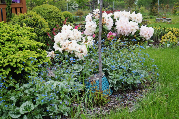 Fragment ogrodu wiosną