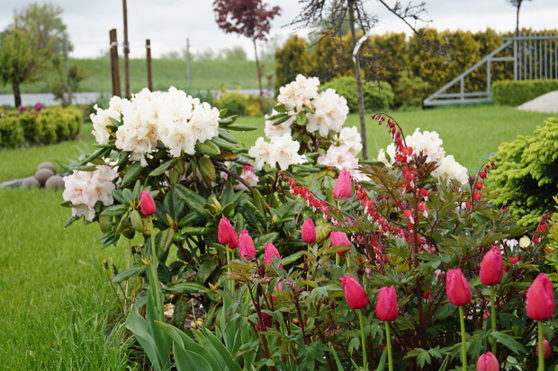 Fragment ogrodu wiosną