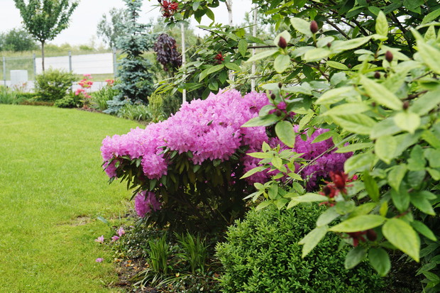 Fragment ogrodu wiosną