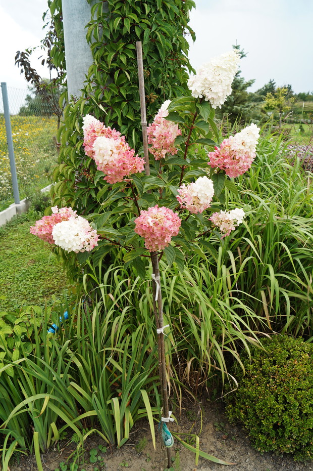 Hortensja na pniu przy słupie