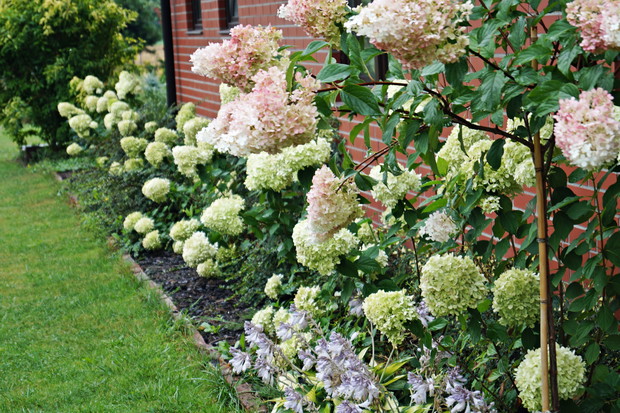 Hortensje 'Limelight' oraz hortensja 'Vanilla Fraise'