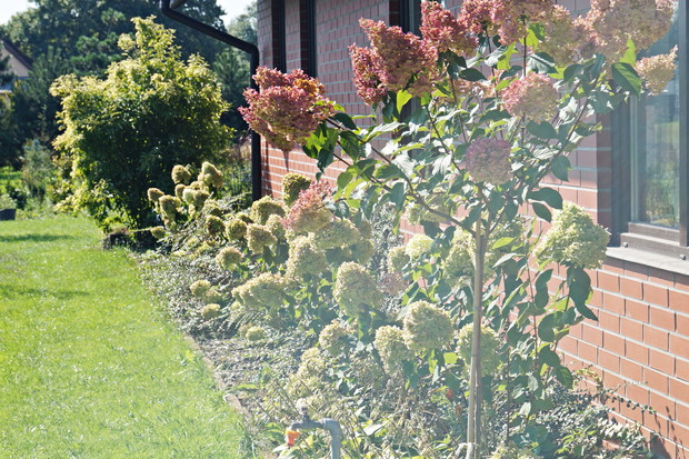 Hortensje 'Limelight' oraz "Vanilla Fraise'