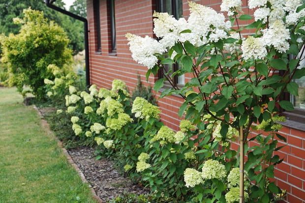 Hortensje 'Limelight' oraz 'Vanilla Fraise'