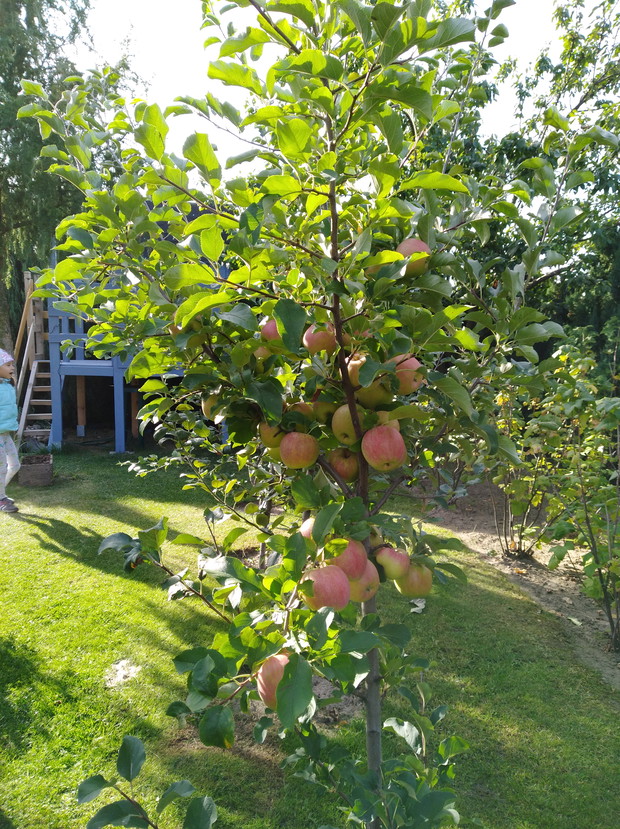 Jabłoń golden delcious