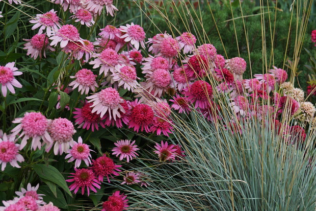 Jeżówki wśród traw