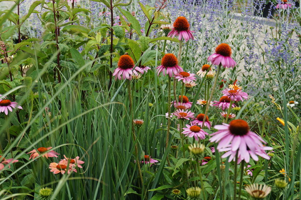 Jeżówki wśród traw