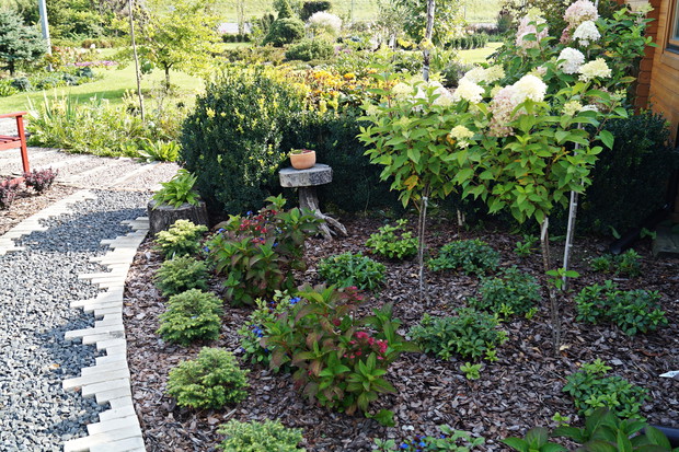 Kącik z hortensjami i zawciągowcem