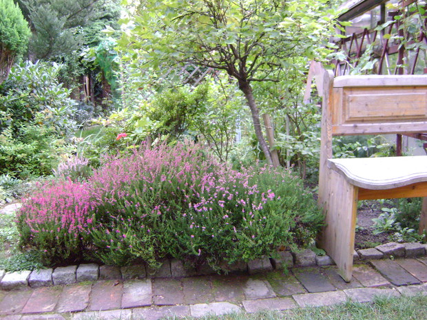 Ławeczka pod porzeczką, obok kwitną jesienią wrzosy