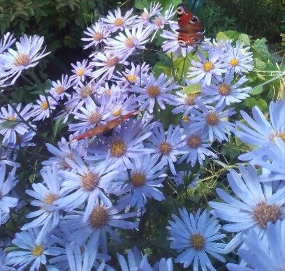 Motylki na astrze gawędce