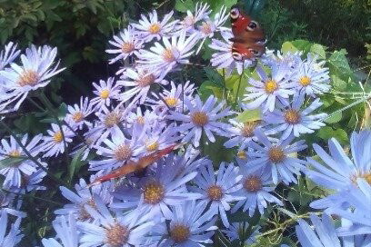 Motylki na astrze gawędce