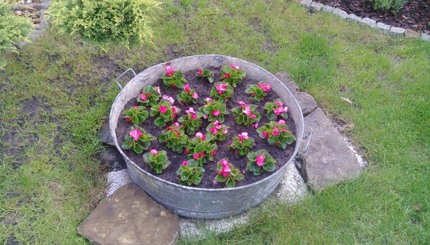 "Ogrodnik doskonały 2019"