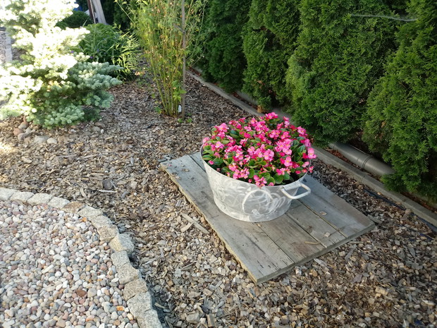 "Ogrodnik doskonały 2019"