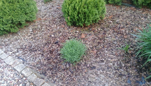 "Ogrodnik doskonały 2019"