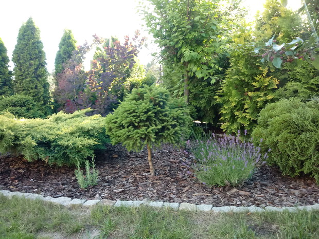 "Ogrodnik doskonały 2019"